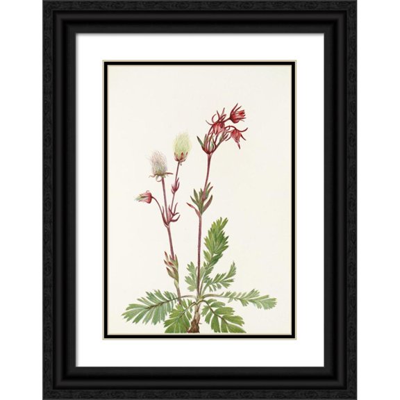 Mary Vaux Walcott 18x24 Black Ornate Framed Double Matted Museum Art Print Titled: Prairie-Smoke. (Sieversia Ciliata) (1925)