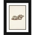 thumbnail image 1 of Mary Vaux Walcott 18x24 Black Ornate Framed Double Matted Museum Art Print Titled: Pyxie. Pyxidanthera Barbulata (1925), 1 of 5