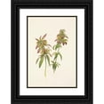 thumbnail image 1 of Mary Vaux Walcott 18x24 Black Ornate Framed Double Matted Museum Art Print Titled: Spotted Beebalm. Monarda Punctata (1925), 1 of 5