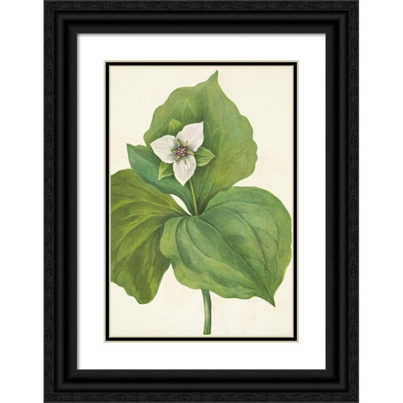 Mary Vaux Walcott 18x24 Black Ornate Framed Double Matted Museum Art Print Titled: Wax Trillium. Trillium Album (1925)
