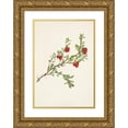 thumbnail image 1 of Mary Vaux Walcott 18x24 Gold Ornate Framed and Double Matted Museum Art Print Titled - Bearberry (Fruit) Arctostaphylos Uva-Bear (1925), 1 of 4