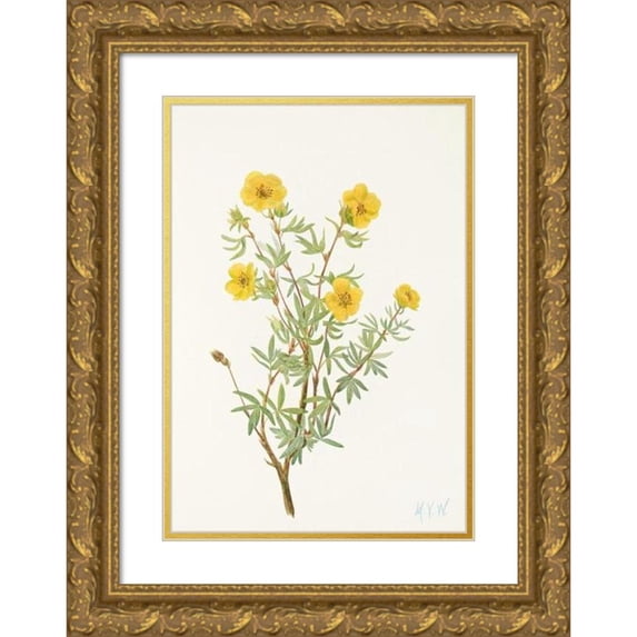 Mary Vaux Walcott 18x24 Gold Ornate Framed and Double Matted Museum Art Print Titled - Bush Cinquefoil. (Fruit Fruit Potentilia) (1925)