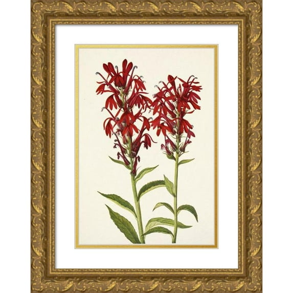 Mary Vaux Walcott 18x24 Gold Ornate Framed and Double Matted Museum Art Print Titled - Cardinalflower. Lobelia Cardinal (1925)