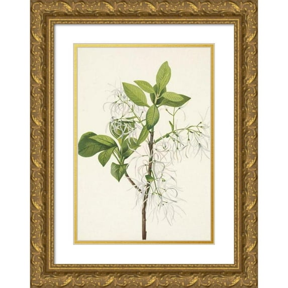 Mary Vaux Walcott 18x24 Gold Ornate Framed and Double Matted Museum Art Print Titled - Fringetree. Chionanthus Virginica (1925)