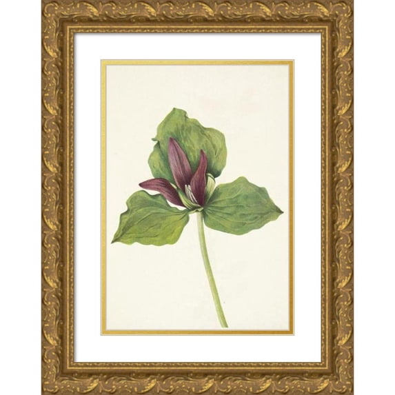 Mary Vaux Walcott 18x24 Gold Ornate Framed and Double Matted Museum Art Print Titled - Giant Trillium. Trillium Chloropetalum (1925)