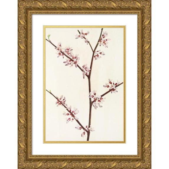 Mary Vaux Walcott 18x24 Gold Ornate Framed and Double Matted Museum Art Print Titled - Redbud. (Cercis Canadensis) (1925)
