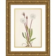 thumbnail image 1 of Mary Vaux Walcott 18x24 Gold Ornate Framed and Double Matted Museum Art Print Titled - Slender Agoseris. Agoseris Gracilens (1925), 1 of 4