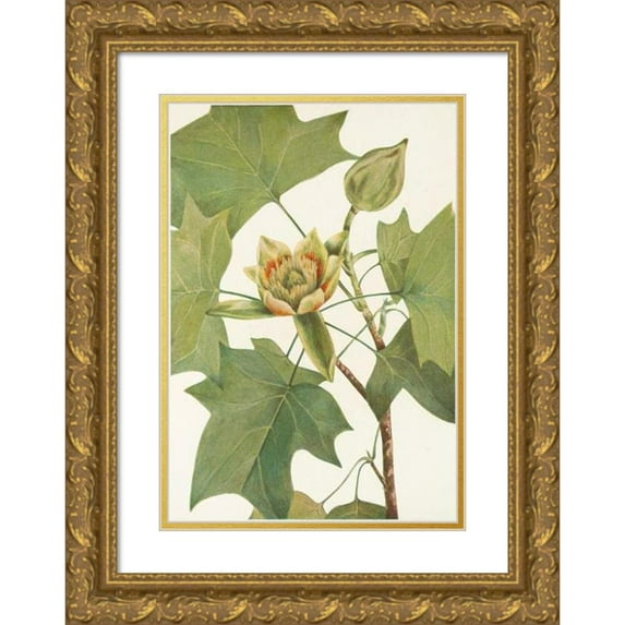 Mary Vaux Walcott 18x24 Gold Ornate Framed and Double Matted Museum Art Print Titled - Tuliptree. (Liriodendron Tulipifera) (1925)
