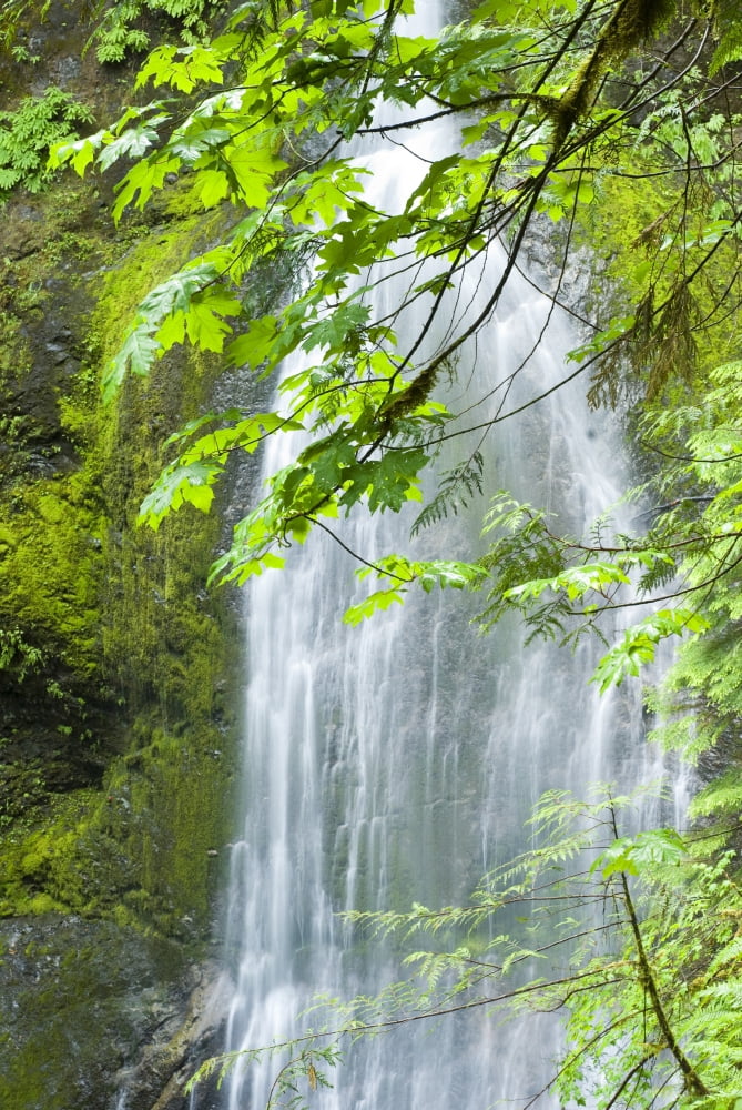 Marymere Falls Olympic National Park Canvas Art - Josh McCulloch Photography Design Pics (12 x 18)