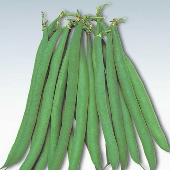 Masai Bush Bean Garden Seeds - 1000 Seeds - Non-GMO, Heirloom Baby French Filet Bean Vegetable Gardening Seeds