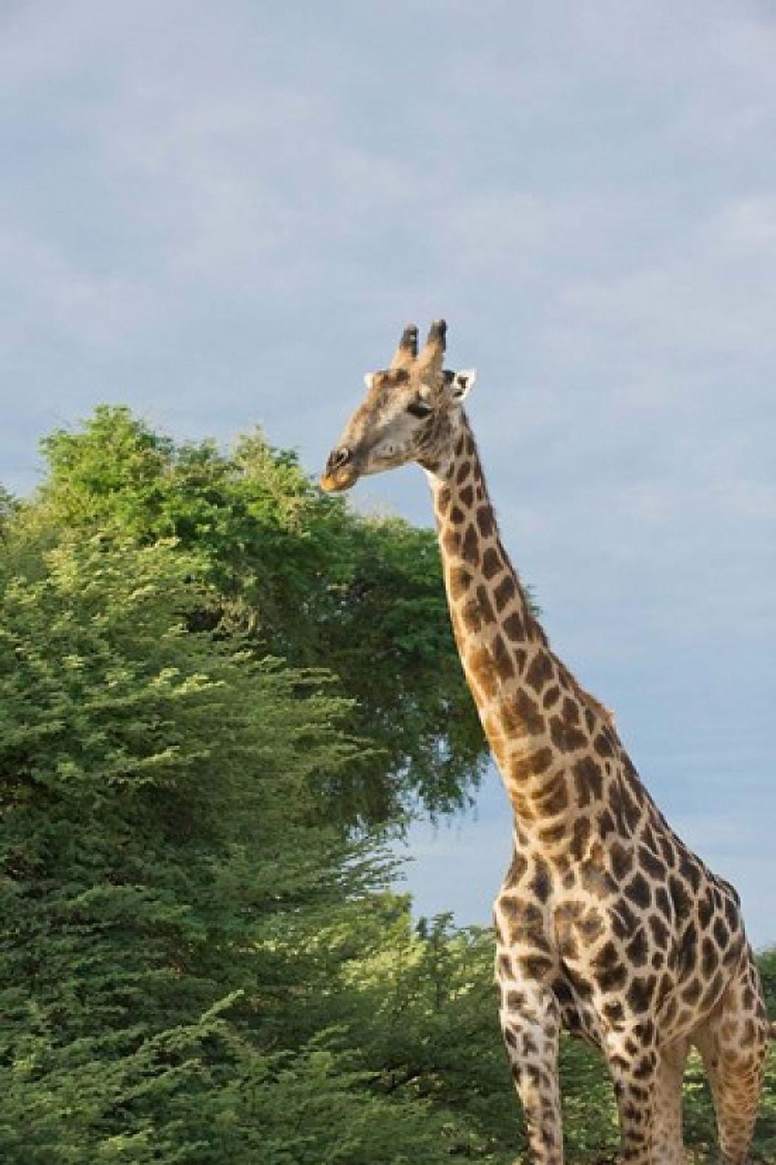 Masai Giraffe Botswana Canvas Art - Jan & Stoney Edwards DanitaDelimont (19 x 29)