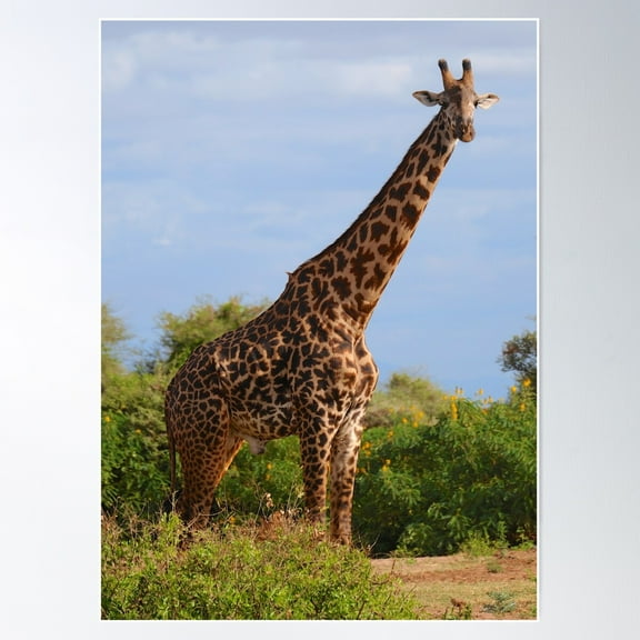 Masai Giraffe Poster Wall Art, Modern Wall Decor For Living Room Bedroom, 8x12 UNFRAMED