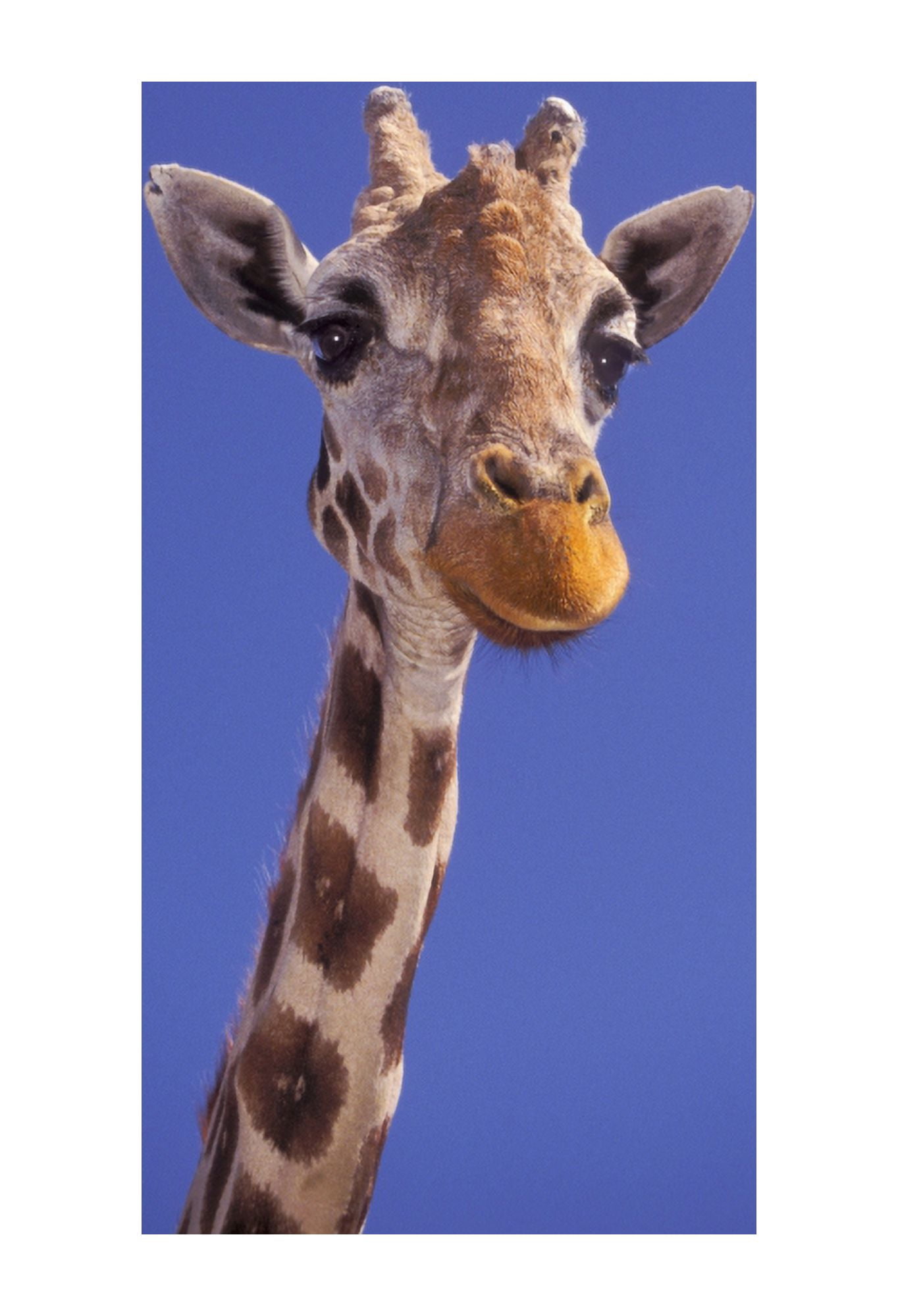 Masai Giraffe Serengeti Africa Canvas Art - Thomas Kitchin & Victoria Hurst Design Pics (11 x 17)