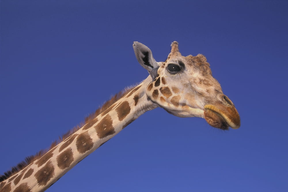 Masai Giraffe Serengeti Africa Canvas Art - Thomas Kitchin & Victoria Hurst Design Pics (18 x 12)