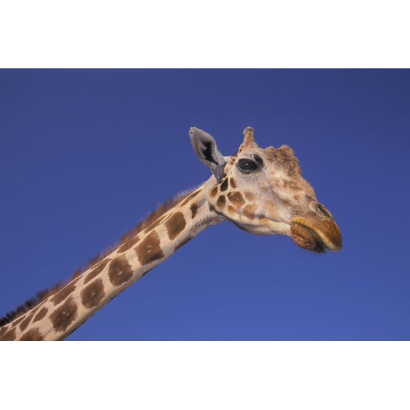 Masai Giraffe Serengeti Africa Canvas Art - Thomas Kitchin & Victoria Hurst Design Pics (36 x 24)