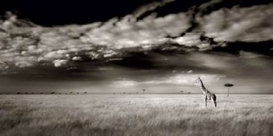 Masai Mara Giraffe Canvas Art - Ian Cumming (10 x 20)