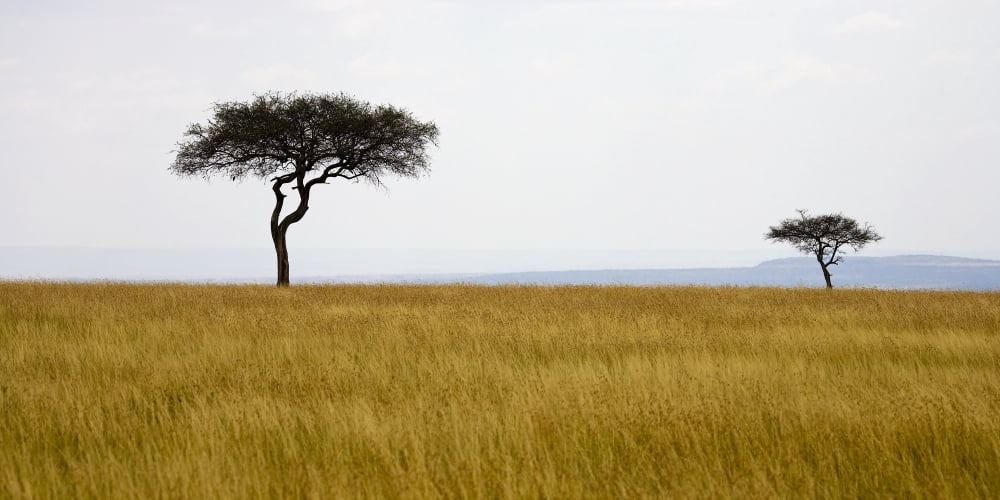 Masai Mara Kenya Africa Acacia Trees Canvas Art - Chris Upton Design Pics (21 x 10)