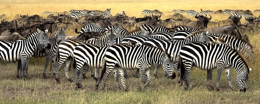 Masai Mara Kenya Herd Of Burchells Zebra And Wildebeest Canvas Art - Chris Upton Design Pics (36 x 14)