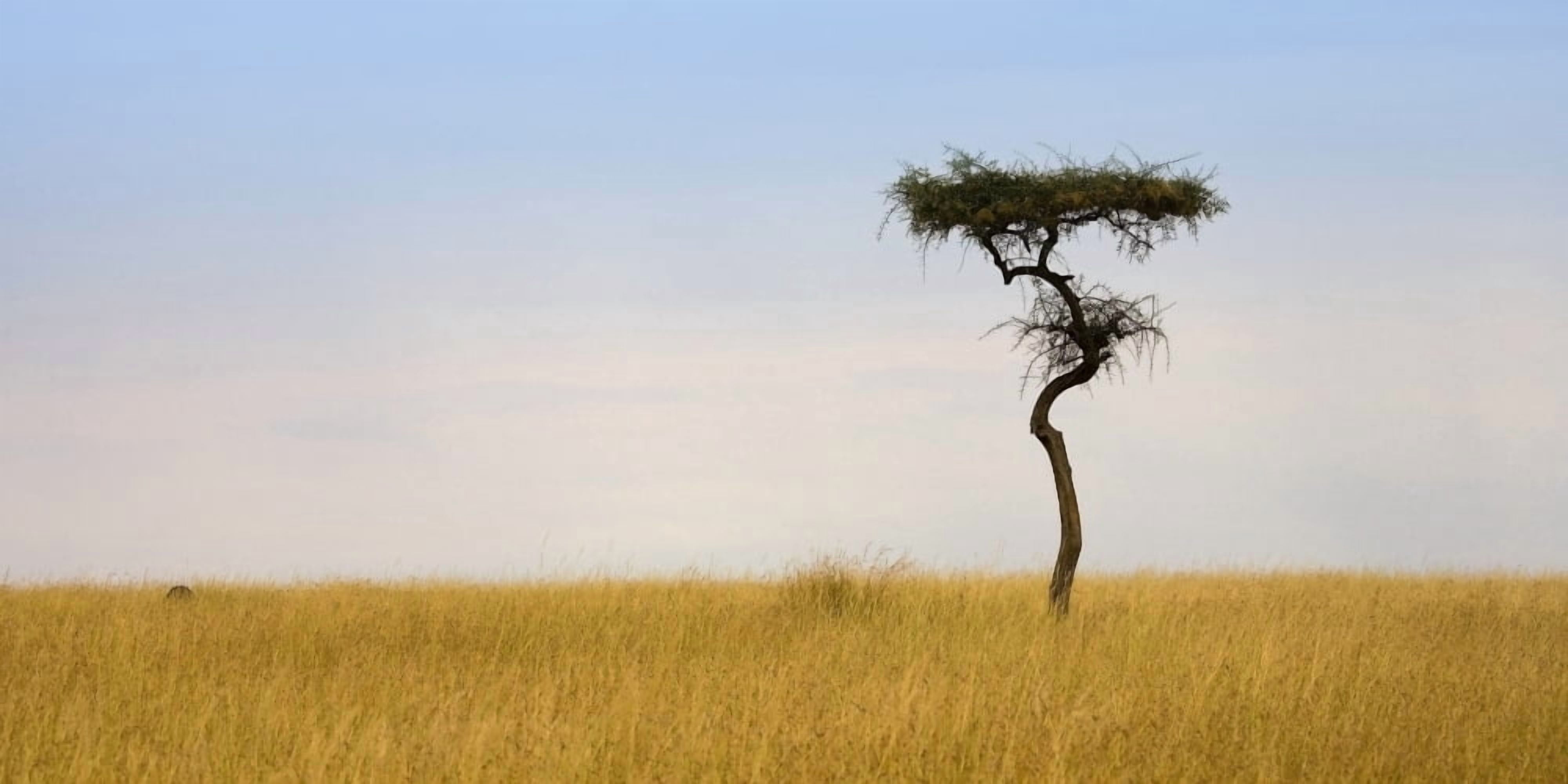 Masai Mara Kenya Lone Acacia Tree Canvas Art - Chris Upton Design Pics (42 x 20)