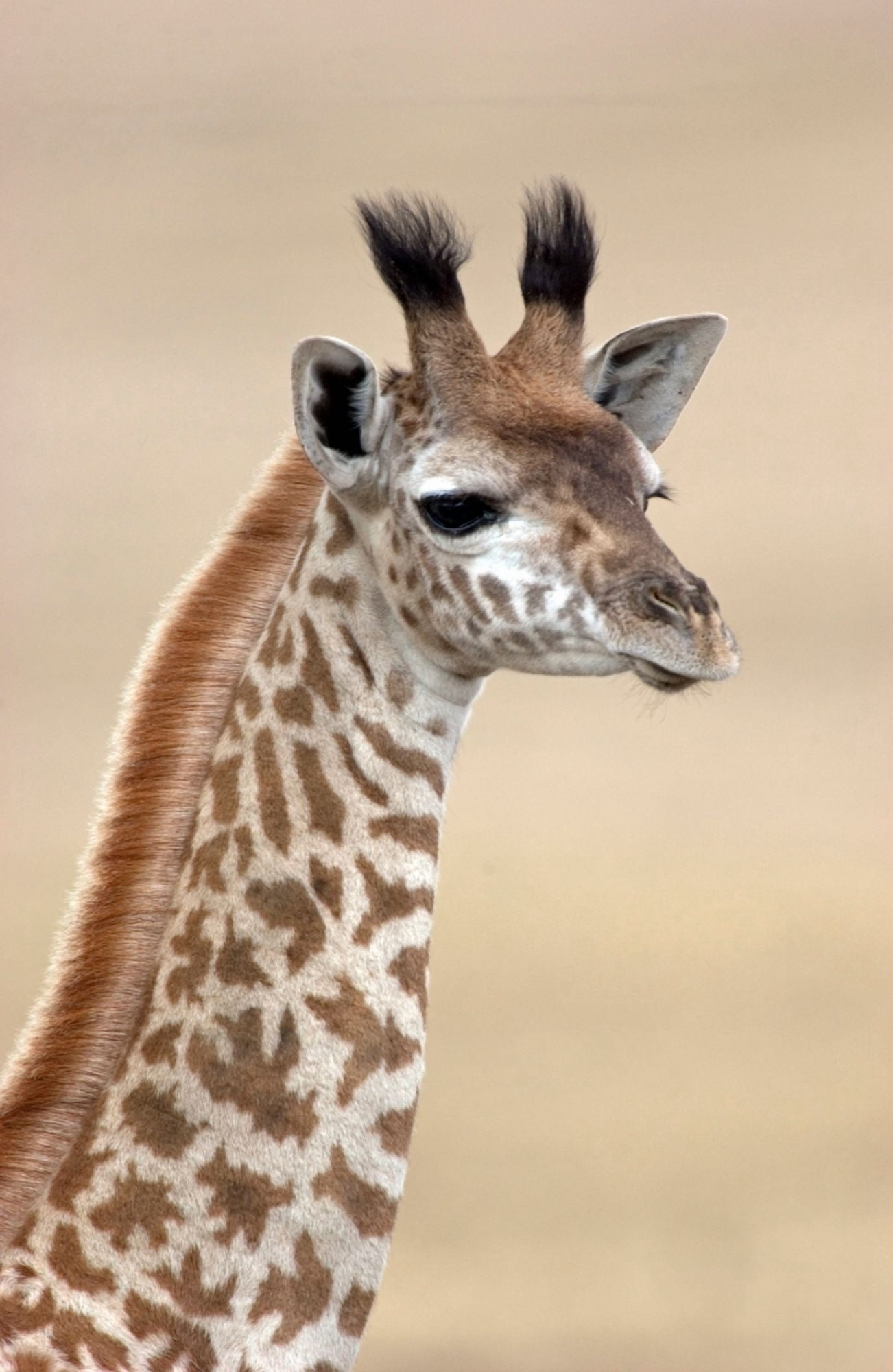Masai giraffe (Giraffa camelopardalis tippelskirchi) Lake Naivasha Kenya Canvas Art - Panoramic Images (18 x 24)