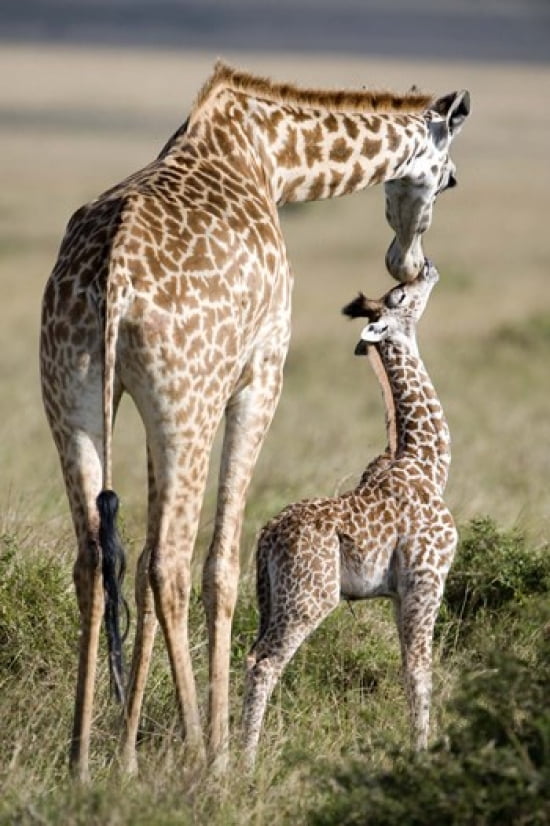Masai giraffe (Giraffa camelopardalis tippelskirchi) with its calf Masai Mara National Reserve Kenya Canvas Art - Panoramic Images (16 x 24)