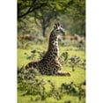 thumbnail image 1 of Masai giraffe kneeling in grass among bushes Serengeti National Park; Tanzania by Nick Dale /, 1 of 3