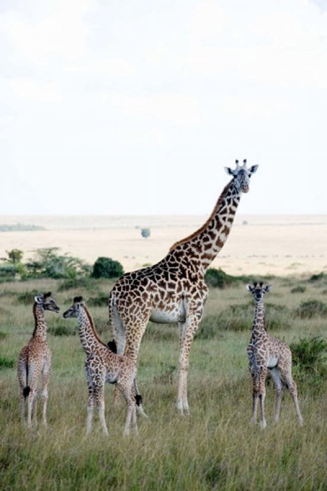 Masai giraffes (Giraffa camelopardalis tippelskirchi) and calves in a forest Masai Mara National Reserve Kenya Canvas Art - Panoramic Images (24 x 36)