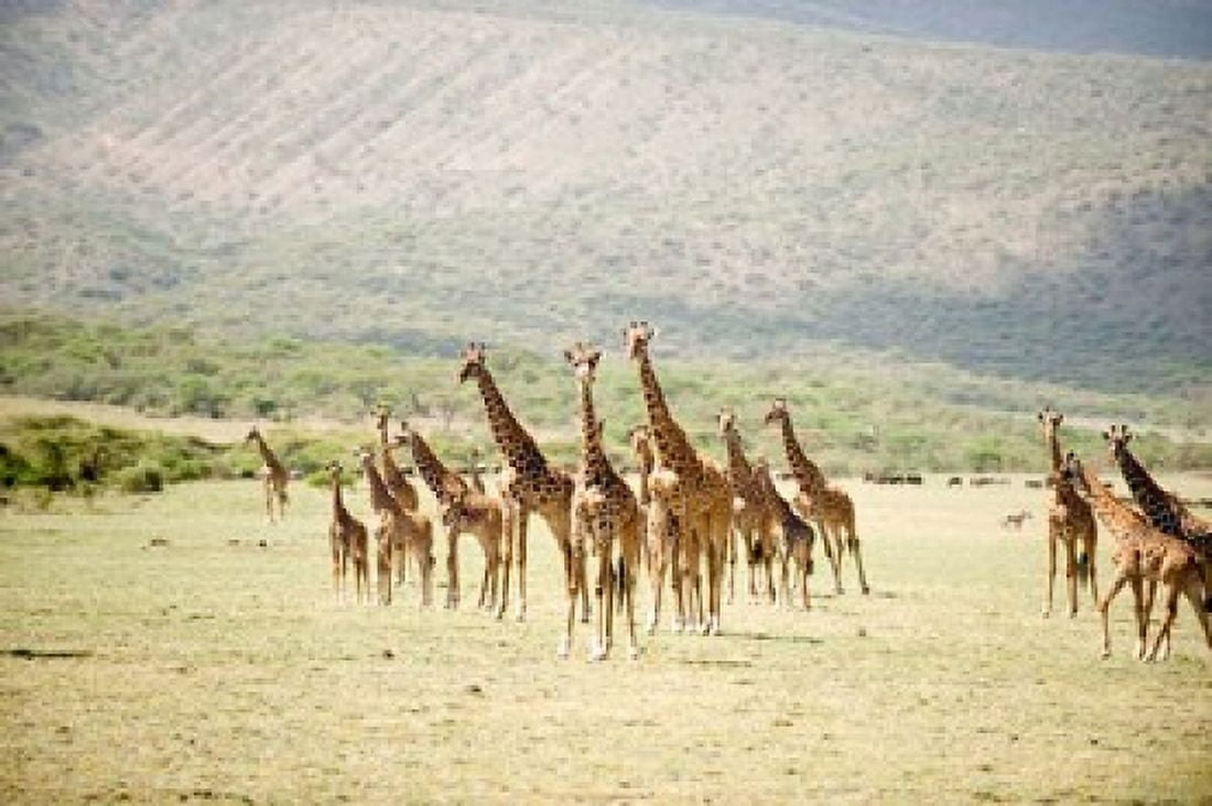 Masai giraffes (Giraffa camelopardalis tippelskirchi) in a forest Lake Manyara Tanzania Canvas Art - Panoramic Images (36 x 24)
