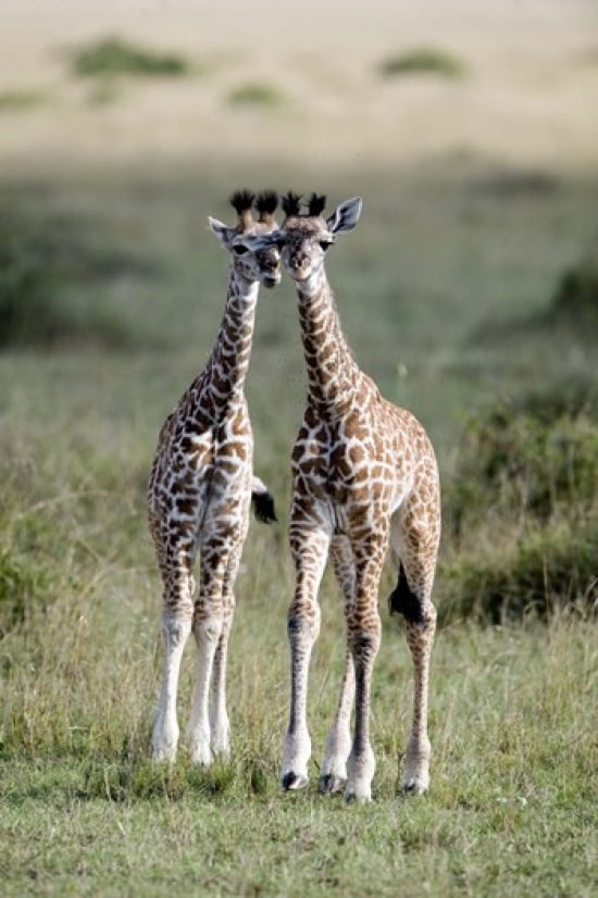 Masai giraffes (Giraffa camelopardalis tippelskirchi) in a forest Masai Mara National Reserve Kenya Canvas Art - Panoramic Images (16 x 24)