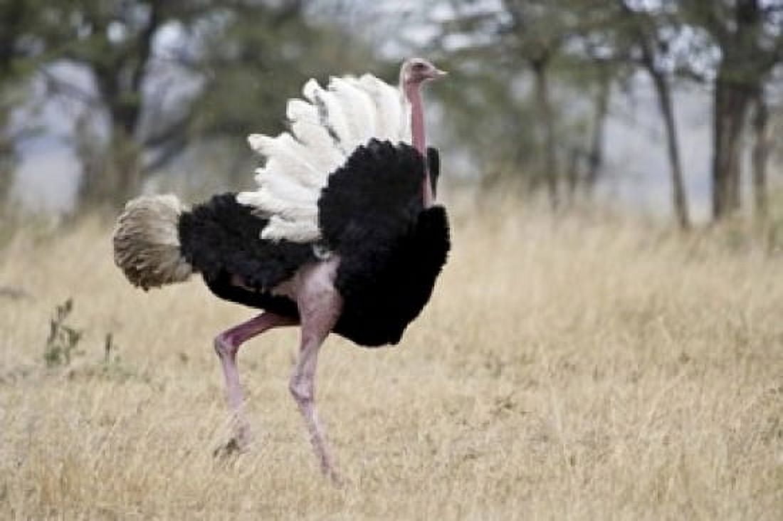 Masai ostrich (Struthio camelus massaicus) in a forest Tanzania Canvas Art - Panoramic Images (16 x 11)