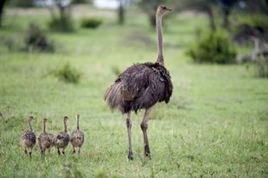 Masai ostrich (Struthio camelus) with its chicks in a forest Tarangire National Park Tanzania Canvas Art - Panoramic Images (16 x 11)