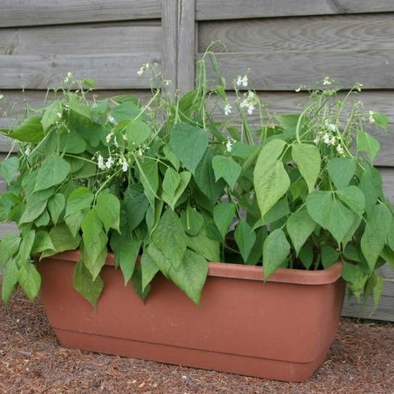 Mascotte Bush Bean Seeds - 10,000 Seeds - Non-GMO, Heirloom Green Bean Seeds - Vegetable Gardening Seeds