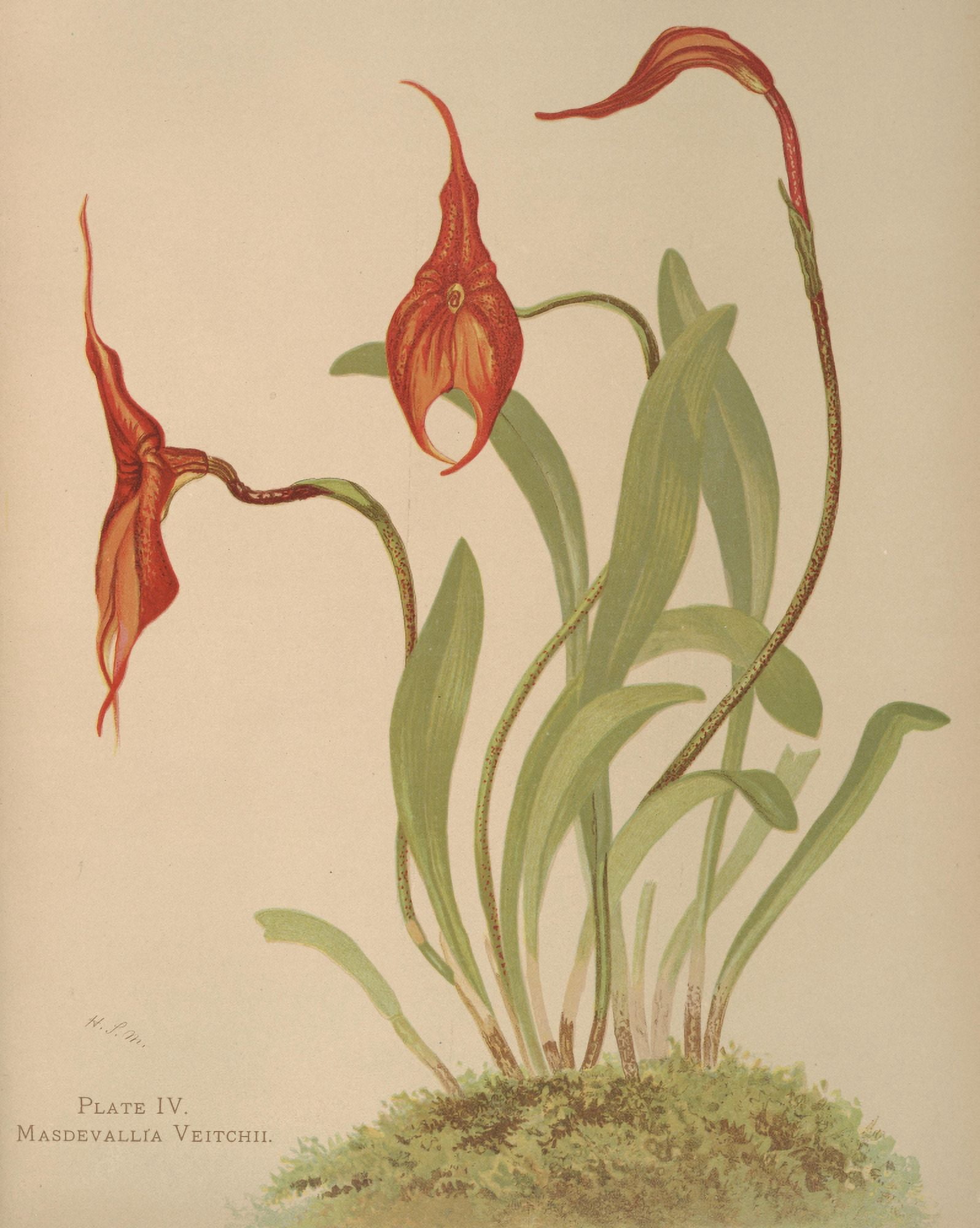 Masdevallia Canvas Art - HS Miner (24 x 36)