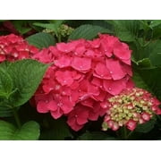 Masja Pink Mophead Hydrangea - Live Plant ( 1 QT )