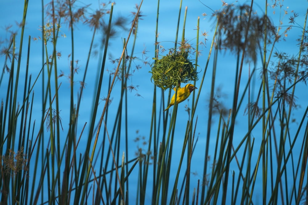 Masked Weaver hanging from nest on the banks of the Shire River Liwonde National Park Malawi Canvas Art - Ian Cumming Design Pics (19 x 12)