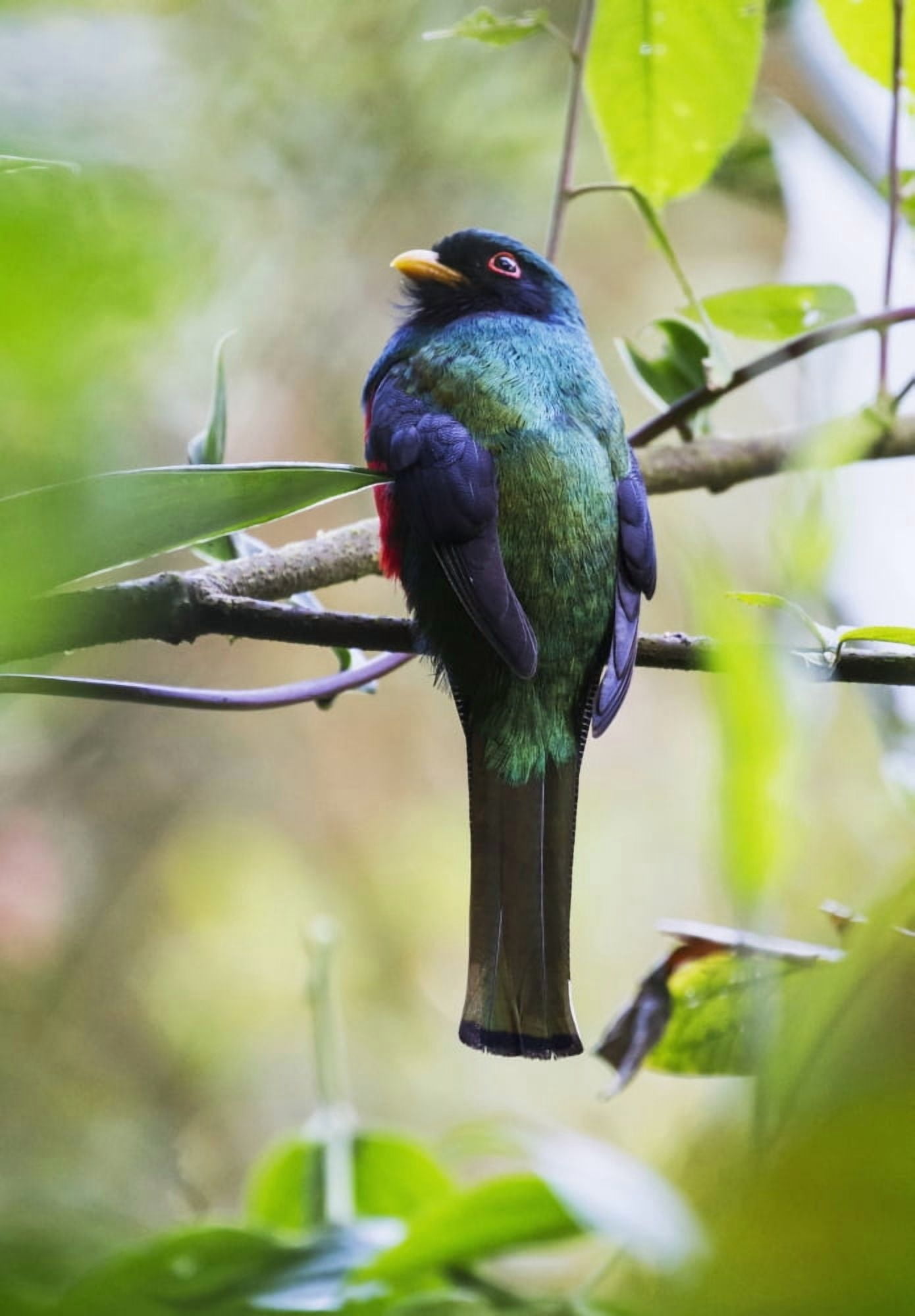 Masked trogon (Trogon personatus) in the cloud-forest Mindo Pichincha Ecuador Canvas Art - Peter Langer Design Pics (26 x 36)