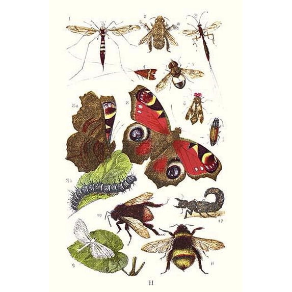 Mason Bee, Sting-fly, Peacock Butterfly, Humble Bee Poster Print by James Sowerby (24 x 36)