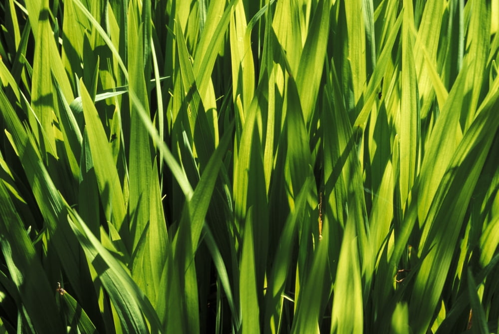 Mass Of Plant Leaves Canvas Art - Sean White Design Pics (17 x 11)