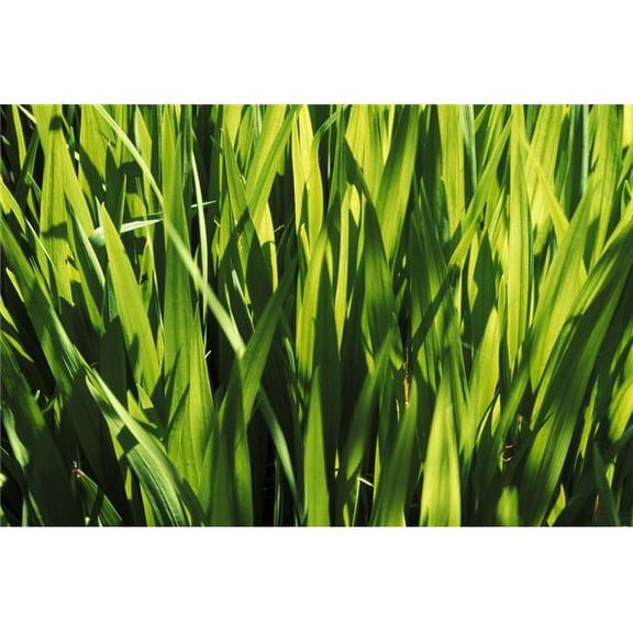 Mass of Plant Leaves Poster Print by Sean White, 17 x 11