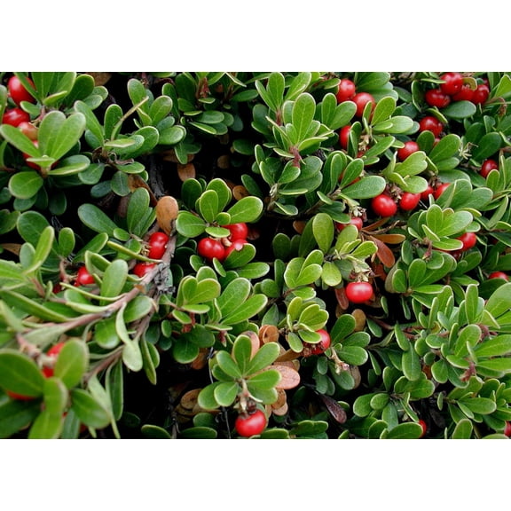 Massachusetts Bearberry Plant - Arctostaphylos - Medicinal/Herbal - Quart Pot