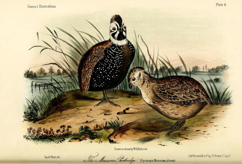 Massena Partridge Canvas Art - WE Hitchcock (18 x 24)