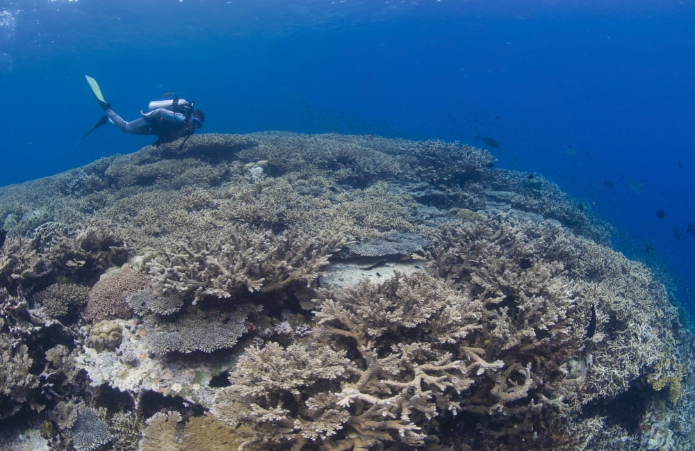 Masses of staghorn coral Papua New Guinea Canvas Art - Steve JonesStocktrek Images (18 x 12)