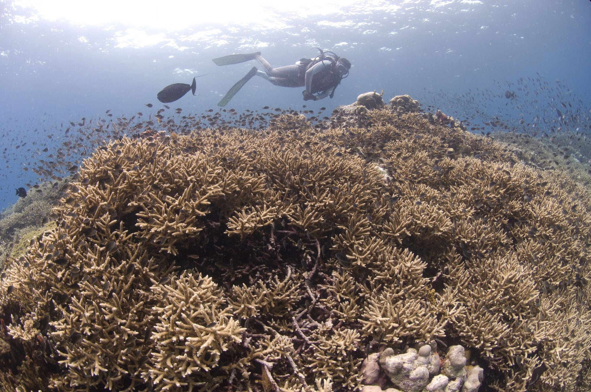 Masses of staghorn coral Papua New Guinea Canvas Art - Steve JonesStocktrek Images (35 x 23)