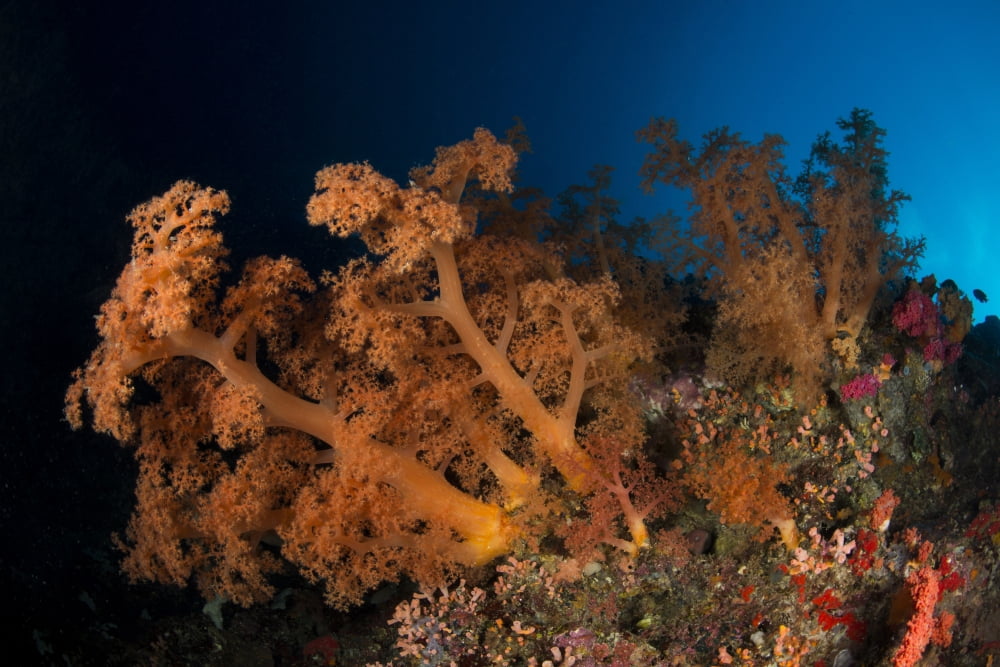 Massive orange soft coral bush Cebu Philippines Canvas Art - Mathieu MeurStocktrek Images (17 x 12)