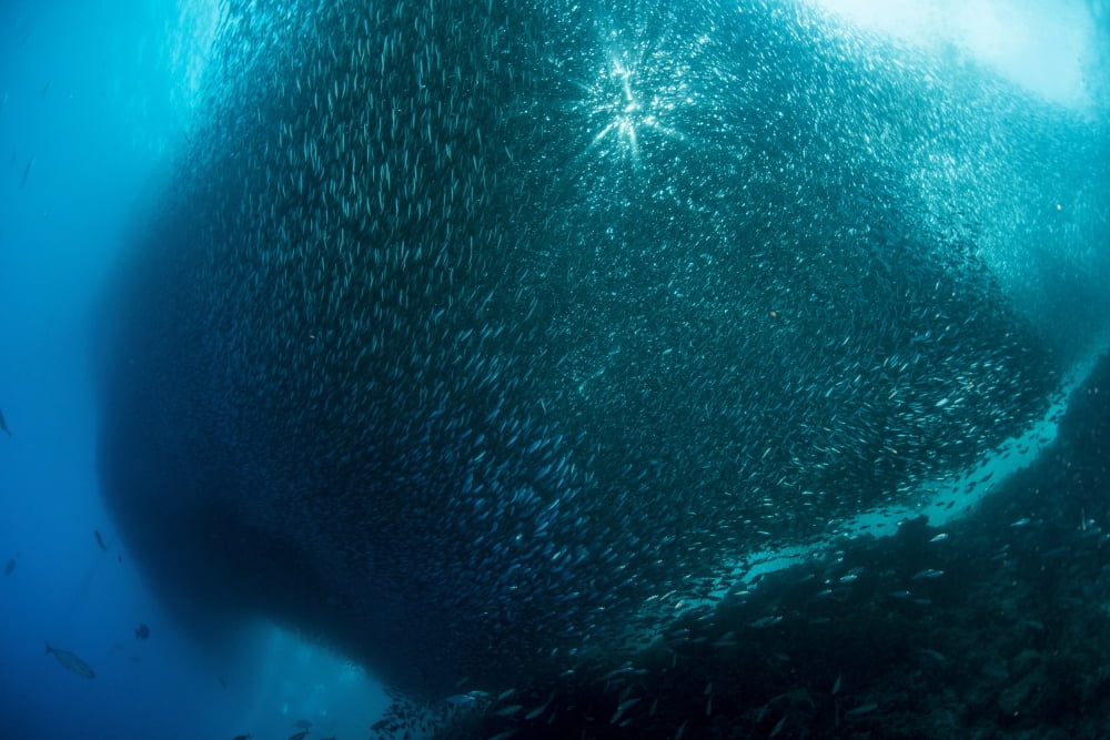 Massive school of millions of sardines Canvas Art - Mathieu MeurStocktrek Images (34 x 23)