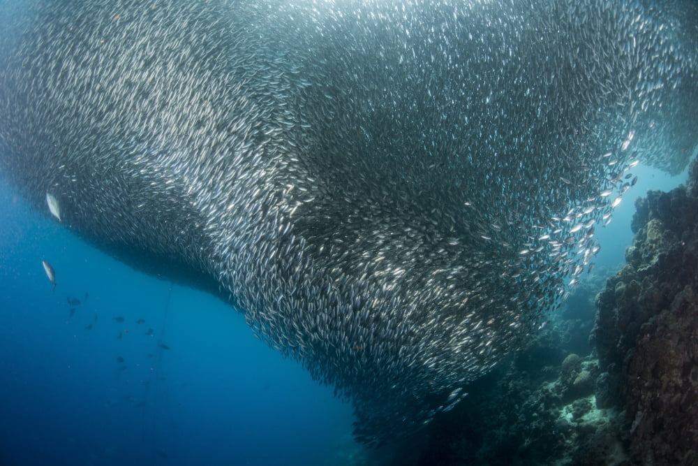 Massive school of millions of sardines Cebu Philippines Canvas Art - Mathieu MeurStocktrek Images (17 x 12)