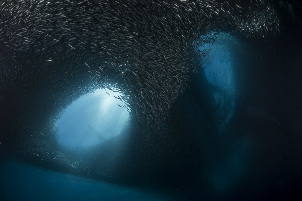 Massive school of millions of sardines Cebu Philippines Canvas Art - Mathieu MeurStocktrek Images (17 x 12)