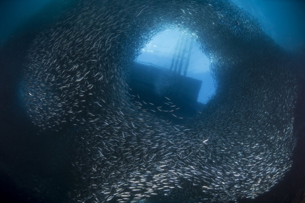 Massive school of millions of sardines Cebu Philippines Canvas Art - Mathieu MeurStocktrek Images (17 x 12)