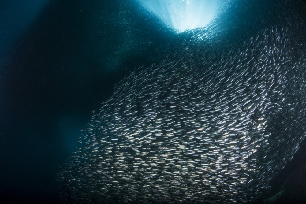 Massive school of millions of sardines Cebu Philippines Canvas Art - Mathieu MeurStocktrek Images (17 x 12)