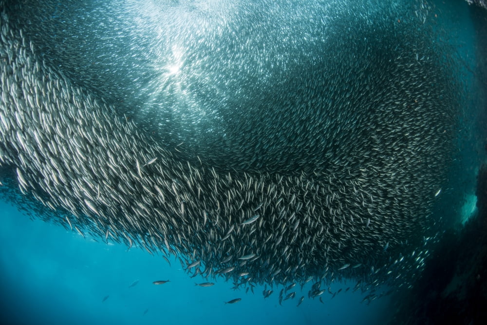 Massive school of millions of sardines Cebu Philippines Canvas Art - Mathieu MeurStocktrek Images (34 x 23)
